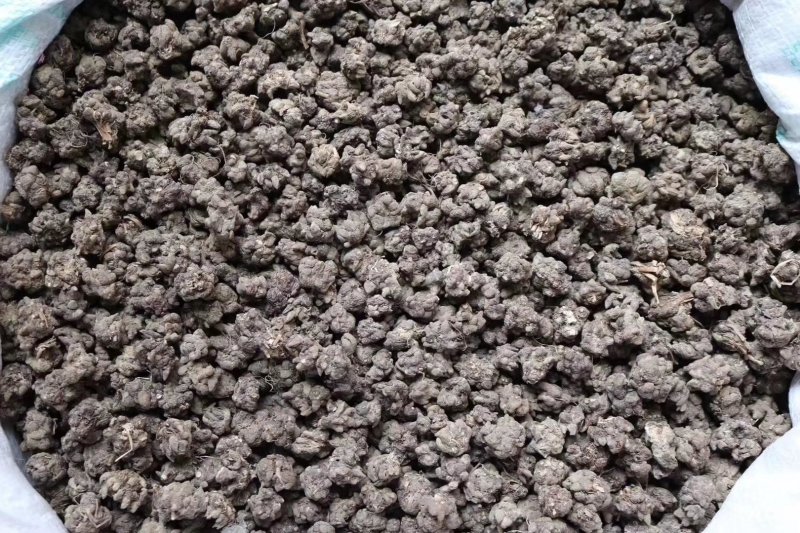 种植猫爪草性温味甘食用作用多支持批发一件代发