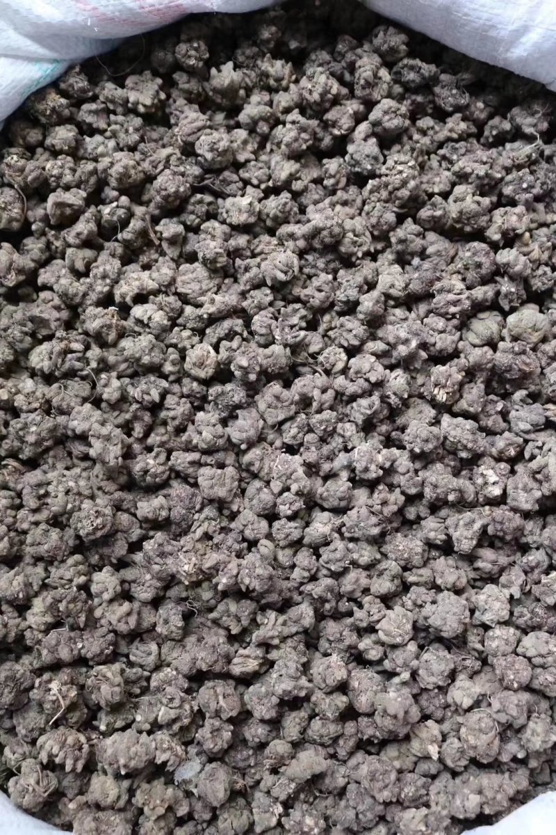 种植猫爪草性温味甘食用作用多支持批发一件代发