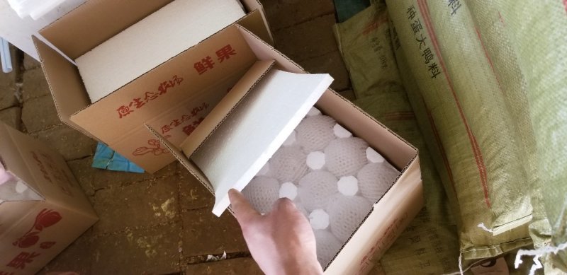 大种番鸭种蛋受精率%90左右，包损，售后服务