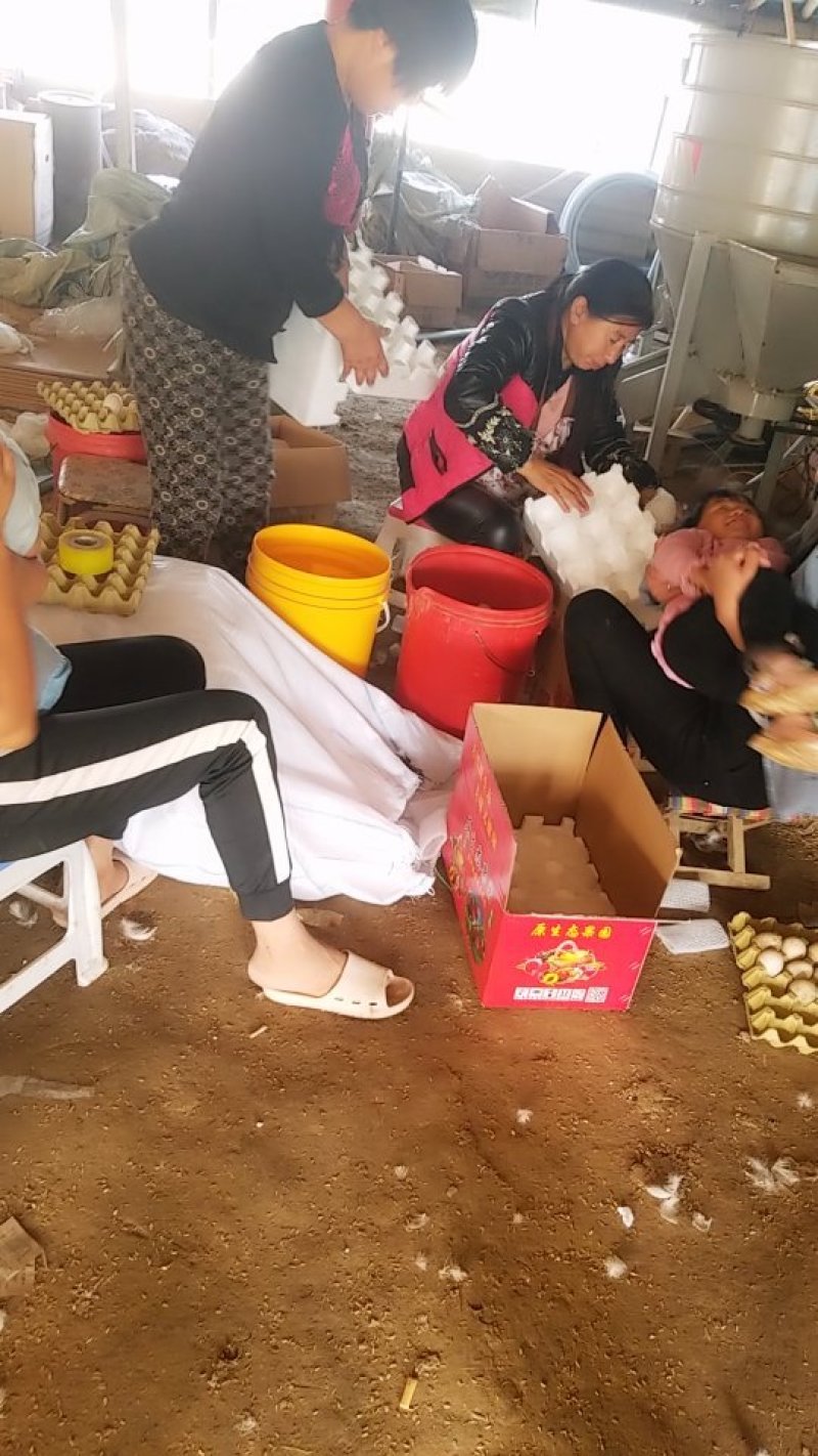 大种番鸭种蛋受精率%90左右，包损，售后服务
