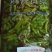 可视频看货达福琪酱菜散装袋装厂家直供咸菜批发麻辣贡莱