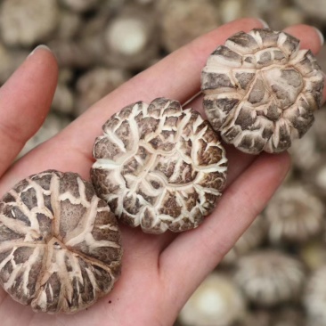 特级花菇大香菇香味浓郁肉质厚实批发一件代发