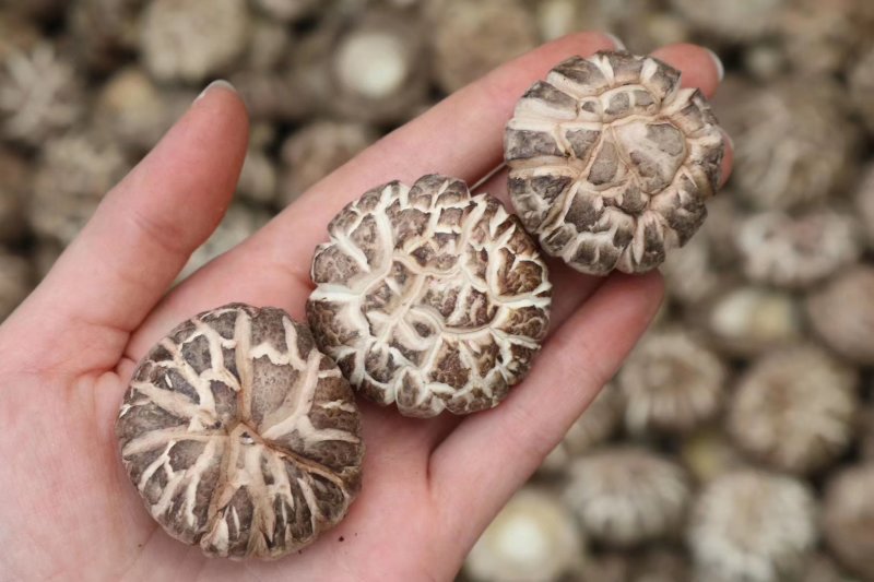特级花菇大香菇香味浓郁肉质厚实批发一件代发