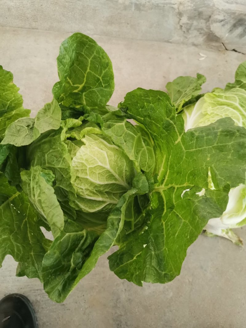 义和秋大白菜，产地直销，价格合适，质量好，
