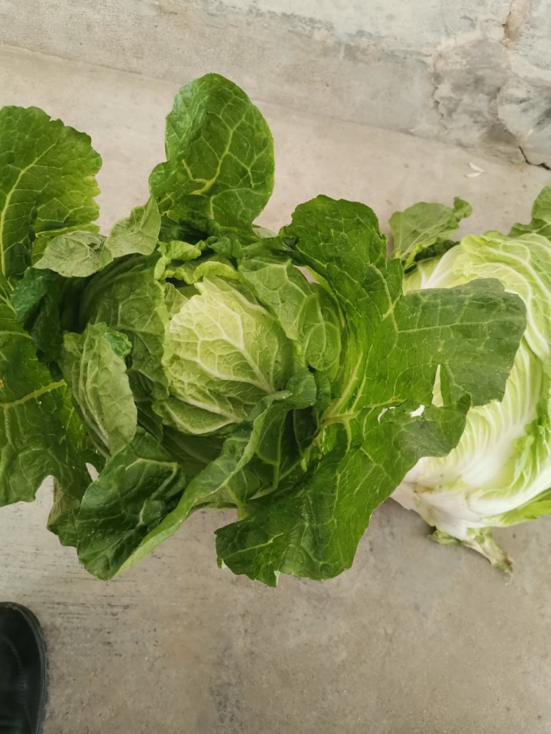 义和秋大白菜，产地直销，价格合适，质量好，