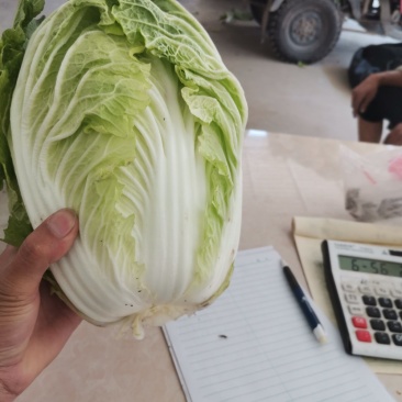 义和秋大白菜，产地直销，价格合适，质量好，