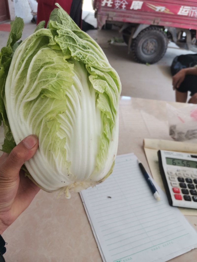 义和秋大白菜，产地直销，价格合适，质量好，