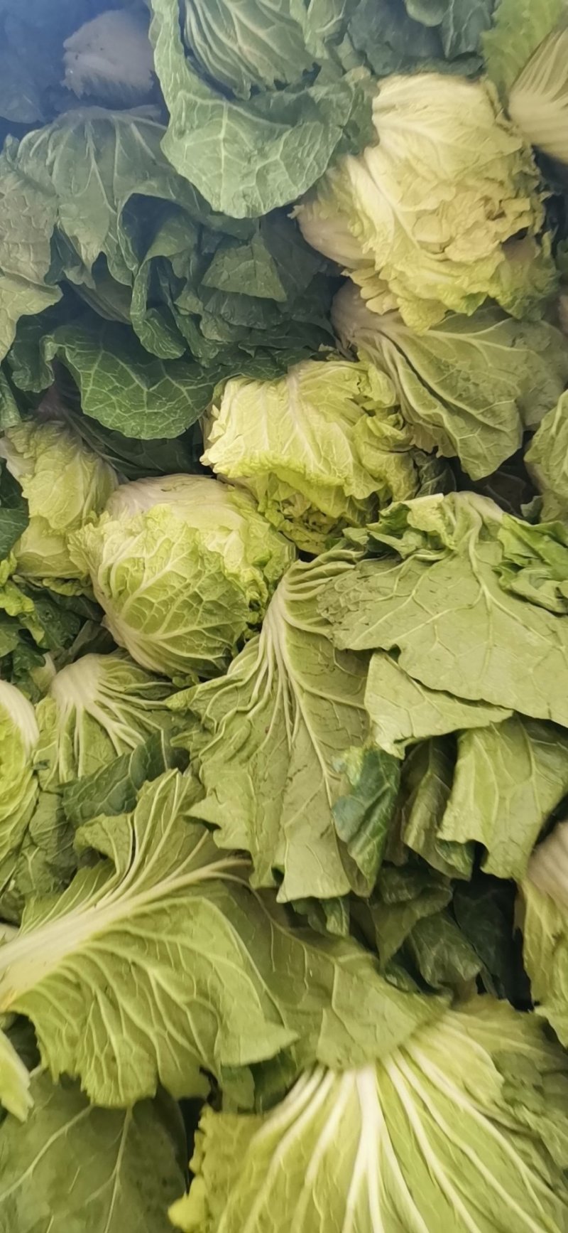 义和秋大白菜，产地直销，价格合适，质量好，