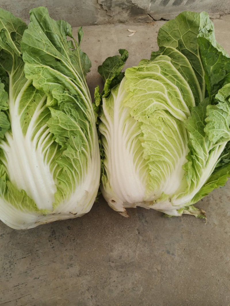 义和秋大白菜，产地直销，价格合适，质量好，