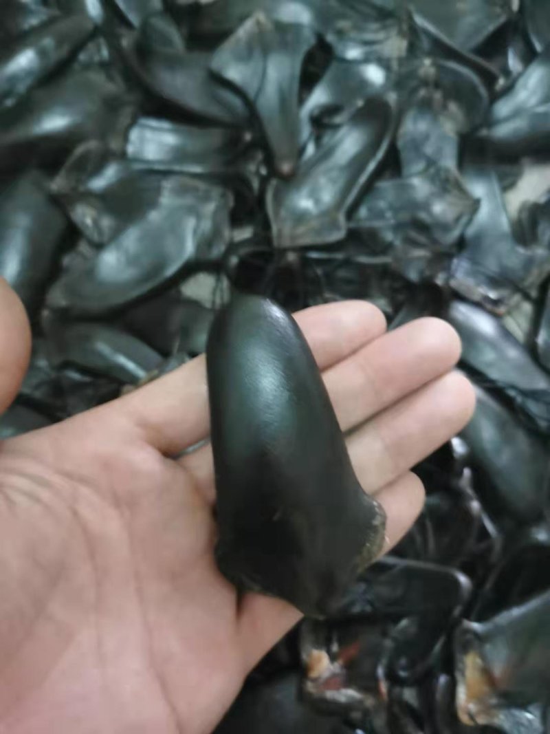 干鹿尾巴