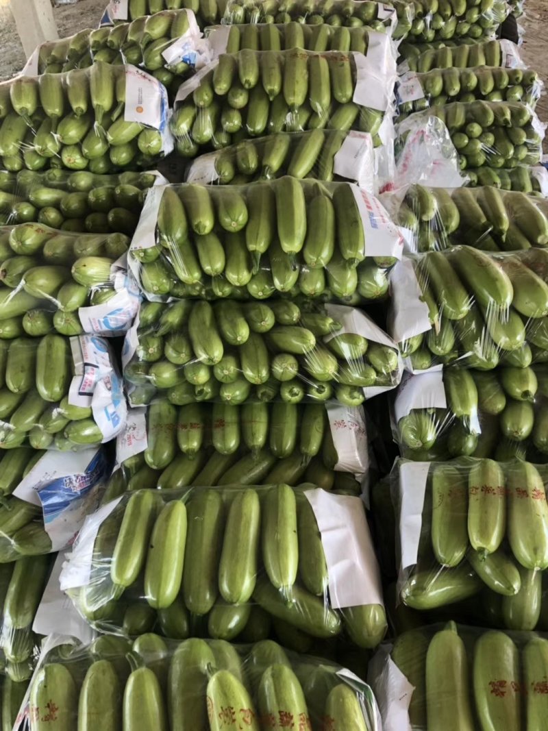 产地直发精品油绿西葫芦，大量上市中，各种包装