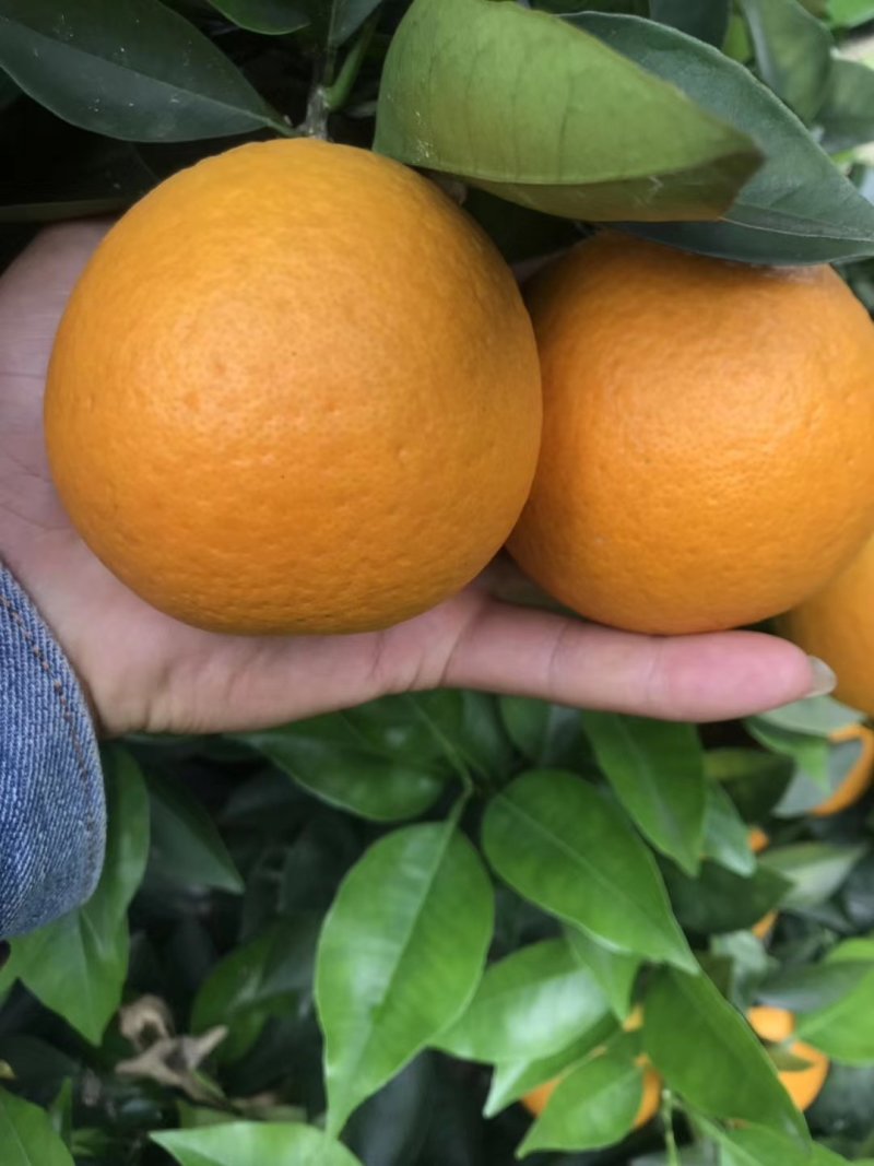 批发夏橙兴坪夏橙个头大个果皮细红够口感好，次果，榨汁果
