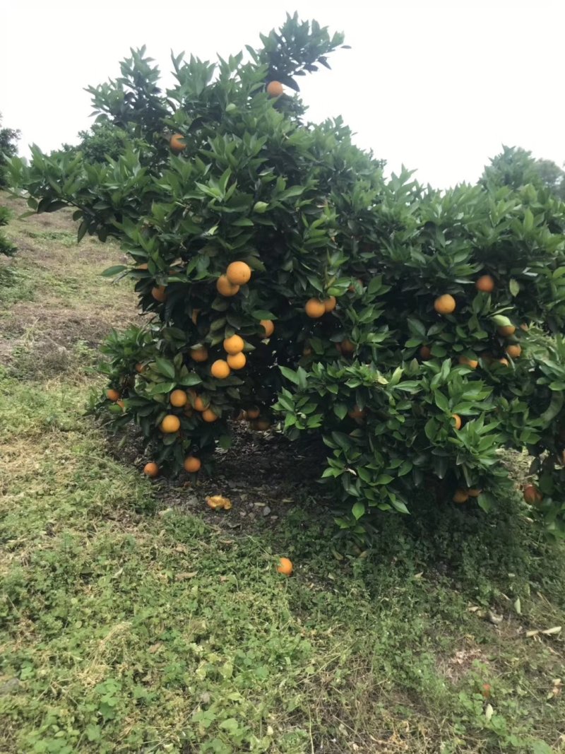 批发夏橙兴坪夏橙个头大个果皮细红够口感好，次果，榨汁果