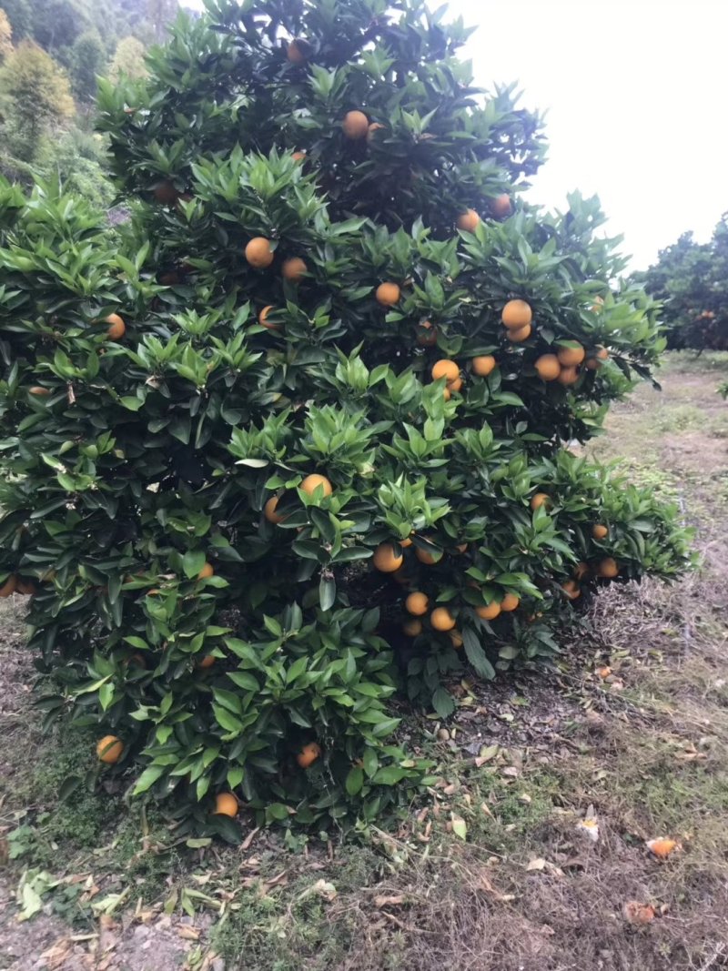 批发夏橙兴坪夏橙个头大个果皮细红够口感好，次果，榨汁果