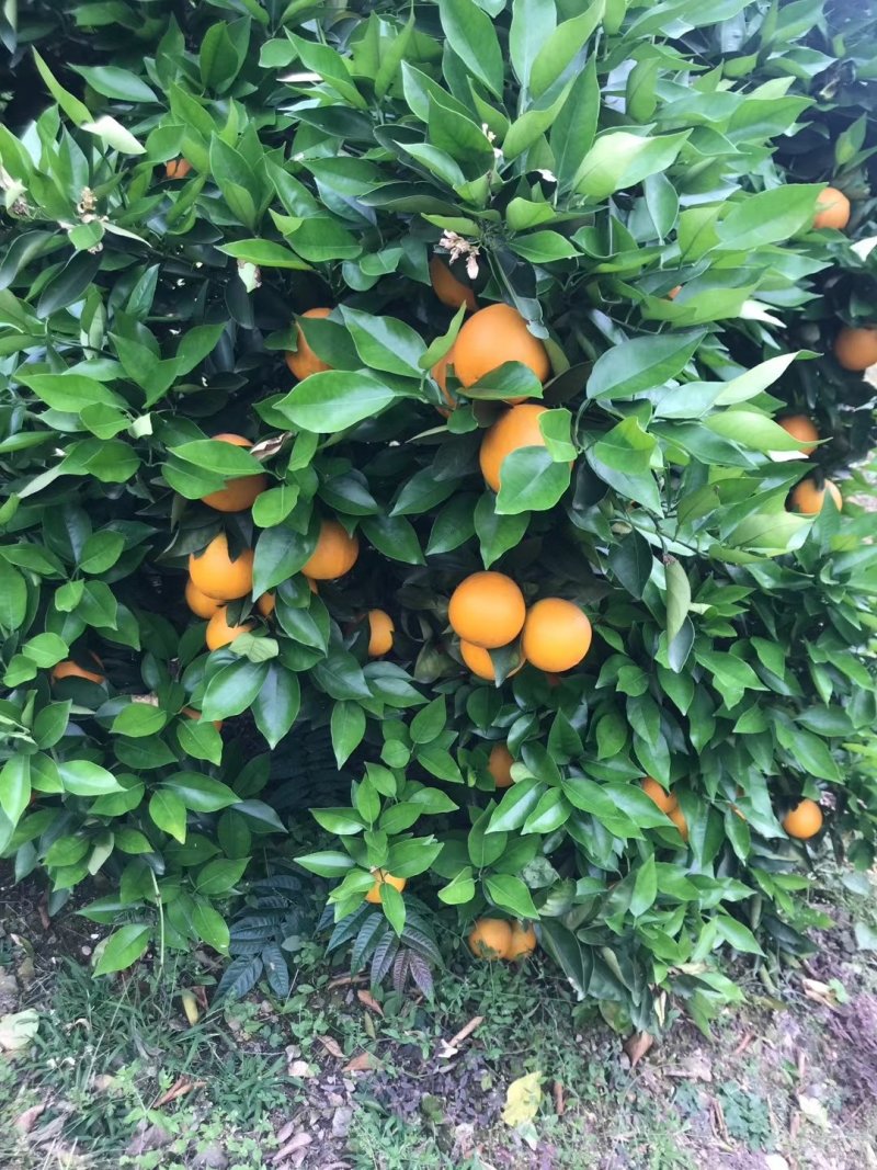 批发夏橙兴坪夏橙个头大个果皮细红够口感好，次果，榨汁果