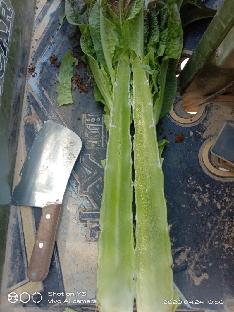 长期提供精品红尖叶莴笋毛货，净菜，光杆