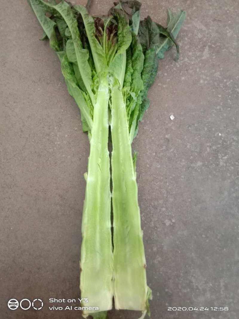 长期提供精品红尖叶莴笋毛货，净菜，光杆