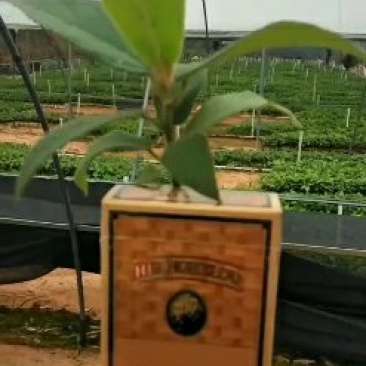 【牛商推荐】五指毛桃种苗，自产自销，量大从优，一手货源。