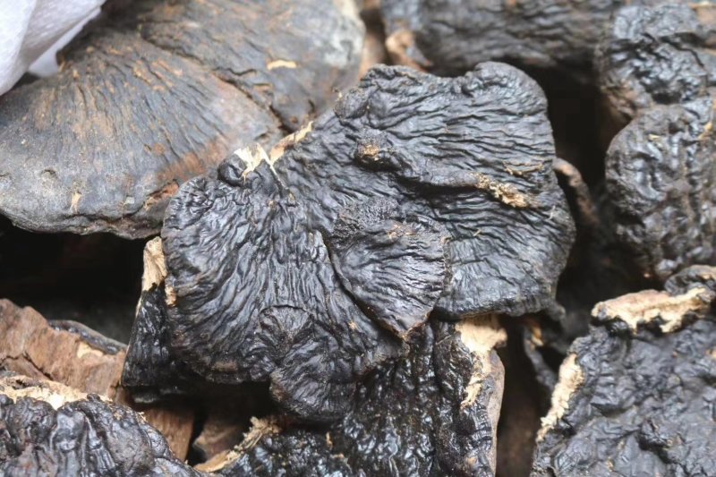 海南薄树灵芝味道清香口感甘滑顺口不苦不涩批发一件代发