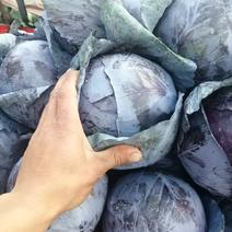 河南紫甘蓝大量上市了个头2一3斤左右可走电商超市