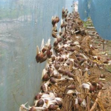 河南白玉蜗牛供应蜗牛养殖户专供