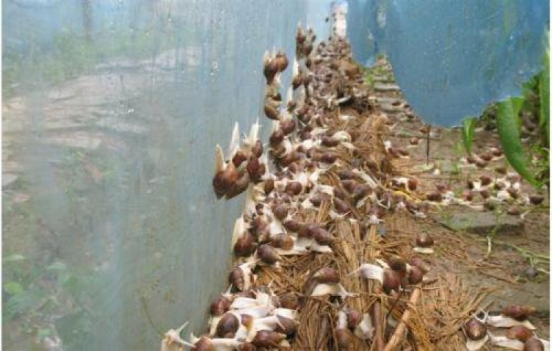 河南白玉蜗牛供应蜗牛养殖户专供