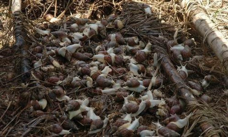 河南白玉蜗牛供应蜗牛养殖户专供