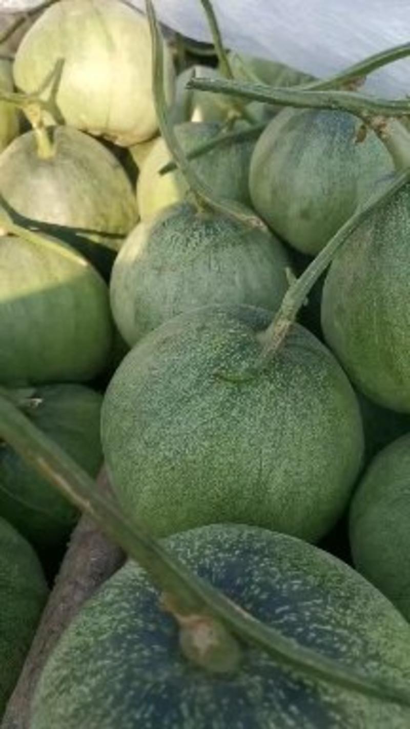 山东精品绿宝石甜瓜，万亩温室大棚基地直供，可视频看货。
