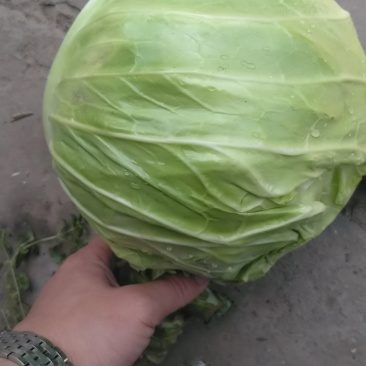 甘蓝大牛心正上市，量不多要的联系