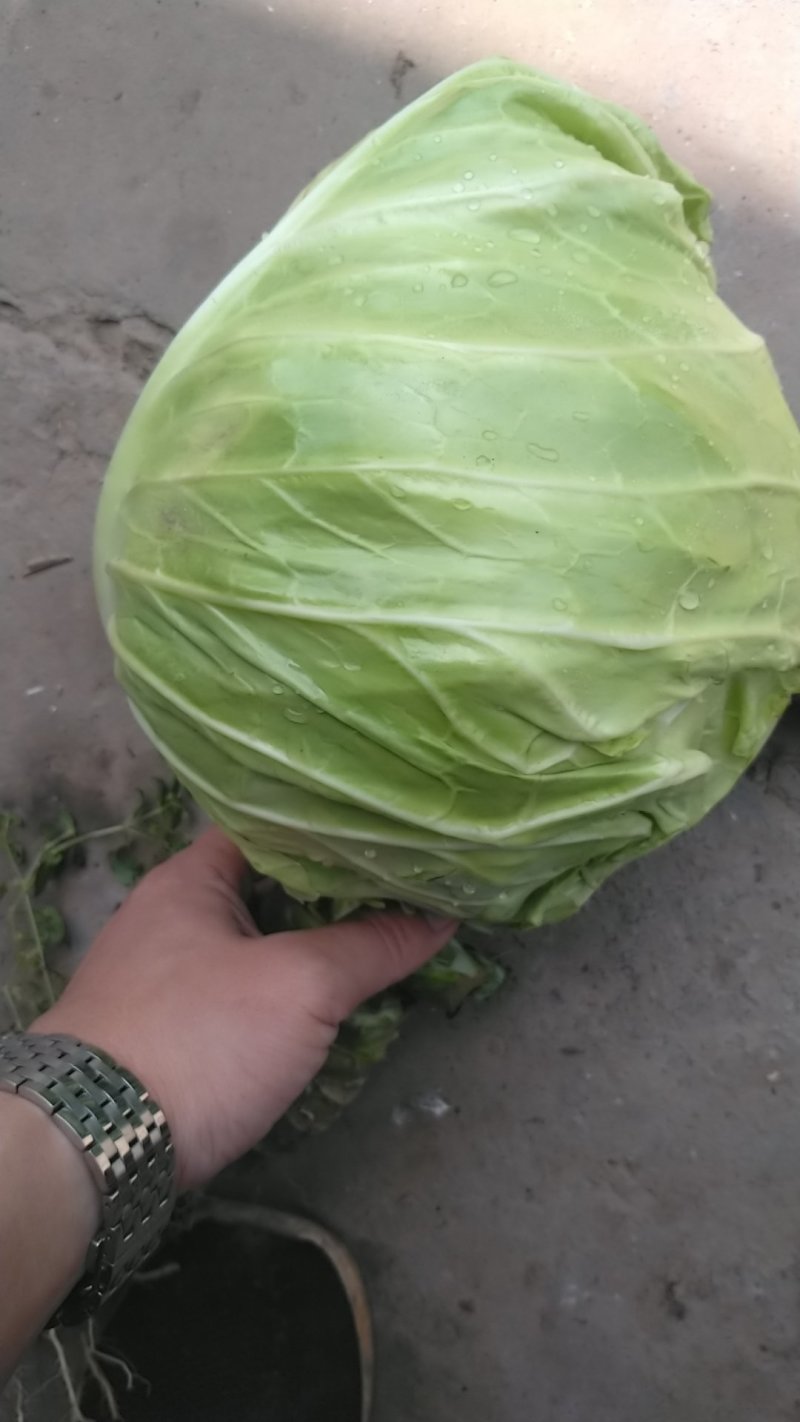 甘蓝大牛心正上市，量不多要的联系