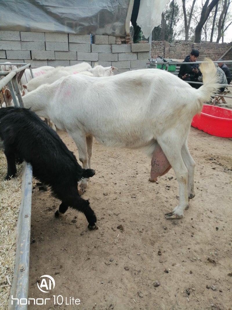 萨能奶山羊长身腰大体形日产奶10斤左右泌乳期长视频选羊