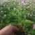 驱蚊草穴盘苗夏季驱蚊虫庭院阳台净化美化空气