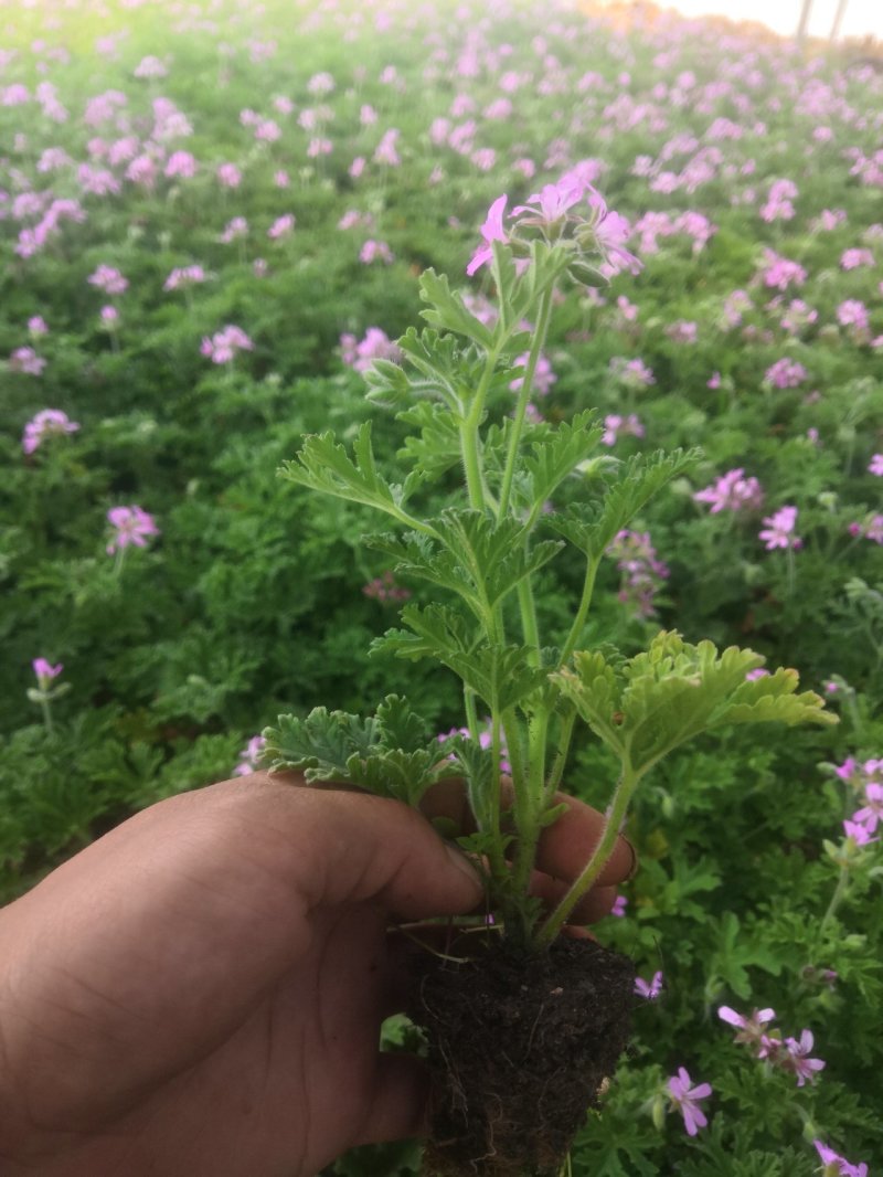 驱蚊草穴盘苗夏季驱蚊虫庭院阳台净化美化空气