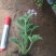 驱蚊草穴盘苗夏季驱蚊虫庭院阳台净化美化空气