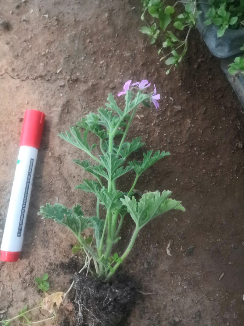 驱蚊草穴盘苗夏季驱蚊虫庭院阳台净化美化空气