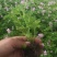 驱蚊草穴盘苗夏季驱蚊虫庭院阳台净化美化空气