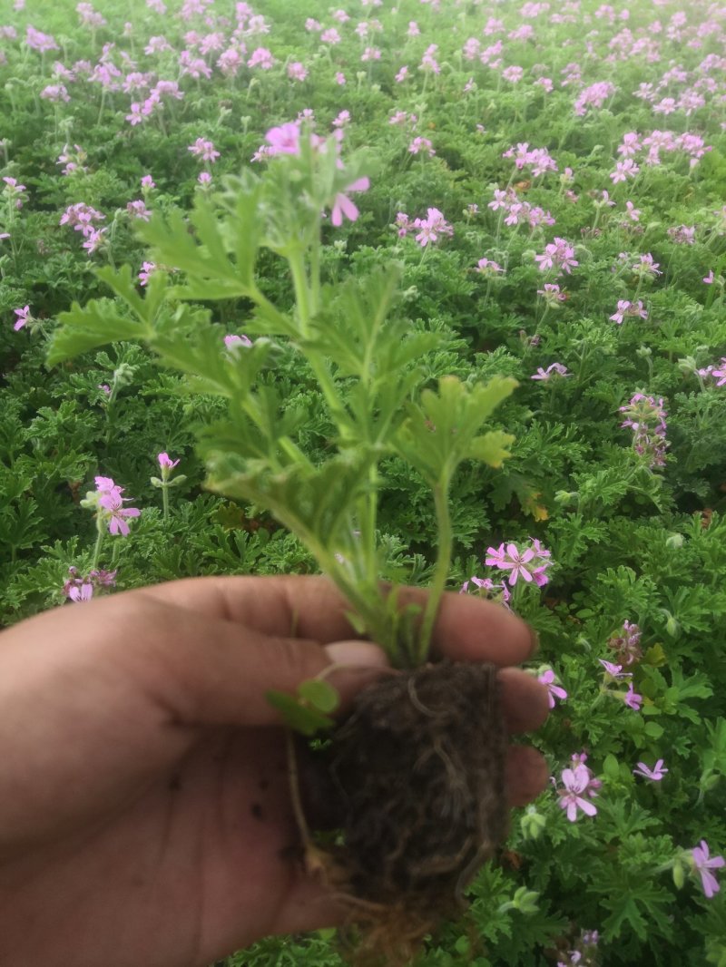 驱蚊草穴盘苗夏季驱蚊虫庭院阳台净化美化空气