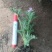 驱蚊草穴盘苗夏季驱蚊虫庭院阳台净化美化空气