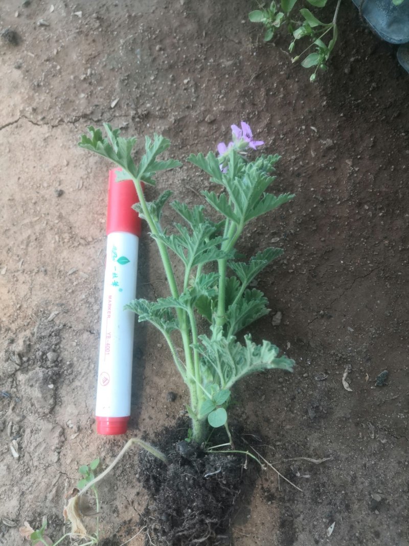 驱蚊草穴盘苗夏季驱蚊虫庭院阳台净化美化空气