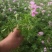 驱蚊草穴盘苗夏季驱蚊虫庭院阳台净化美化空气