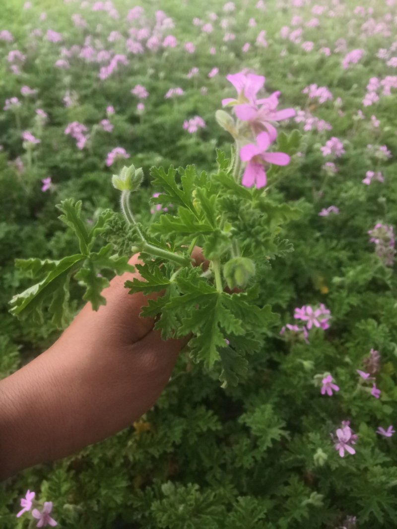 驱蚊草穴盘苗夏季驱蚊虫庭院阳台净化美化空气