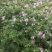驱蚊草穴盘苗夏季驱蚊虫庭院阳台净化美化空气