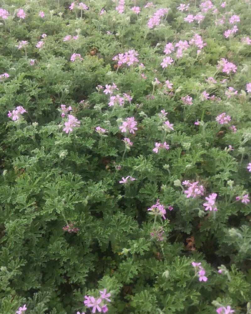 驱蚊草穴盘苗夏季驱蚊虫庭院阳台净化美化空气