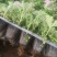 驱蚊草穴盘苗夏季驱蚊虫庭院阳台净化美化空气