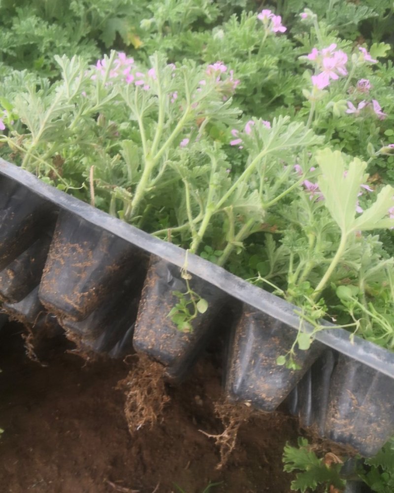 驱蚊草穴盘苗夏季驱蚊虫庭院阳台净化美化空气