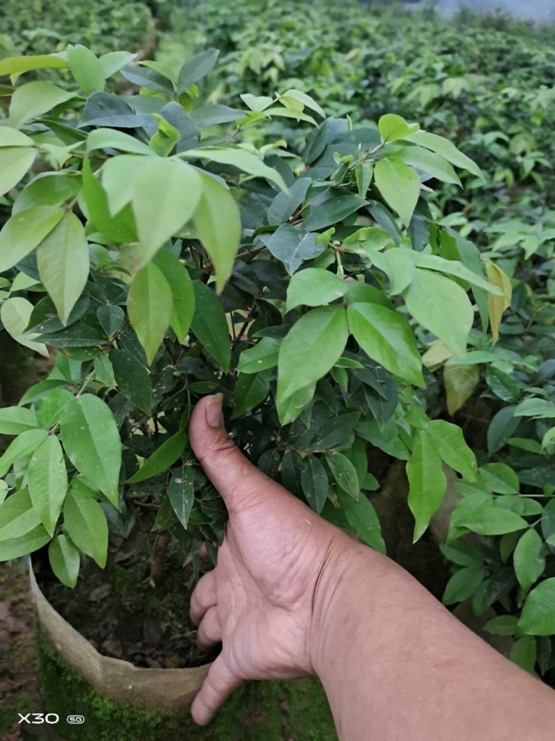 四季早生嘉宝果苗，阳台廷院可种植！价值非常高的一种果树