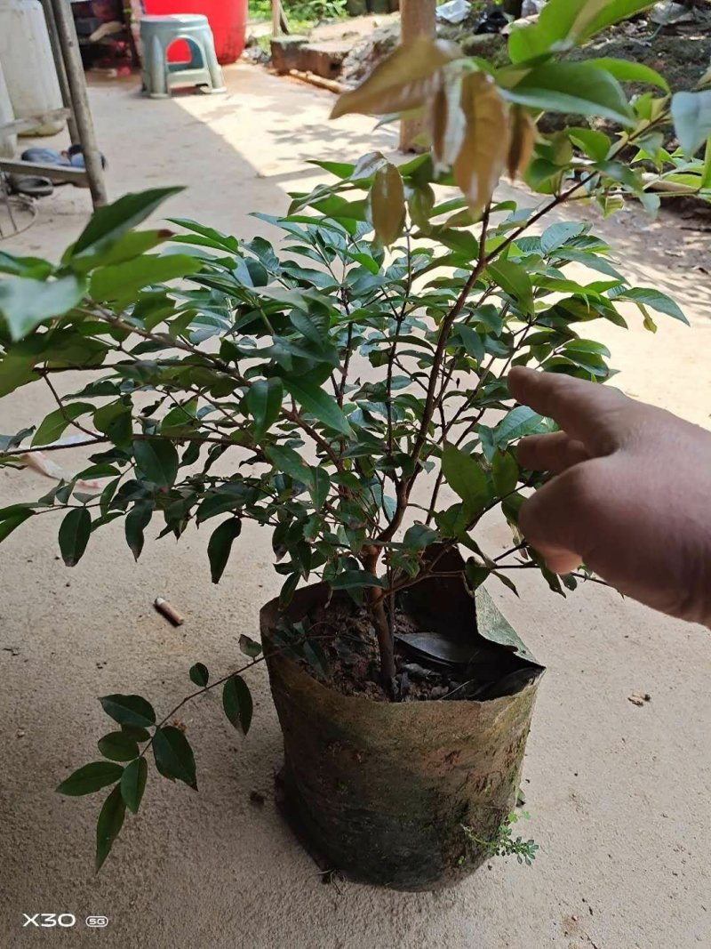 四季早生嘉宝果苗，阳台廷院可种植！价值非常高的一种果树
