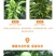 芸苔素14-羟基芸苔素甾醇保花保果植物生长调节剂保花保果