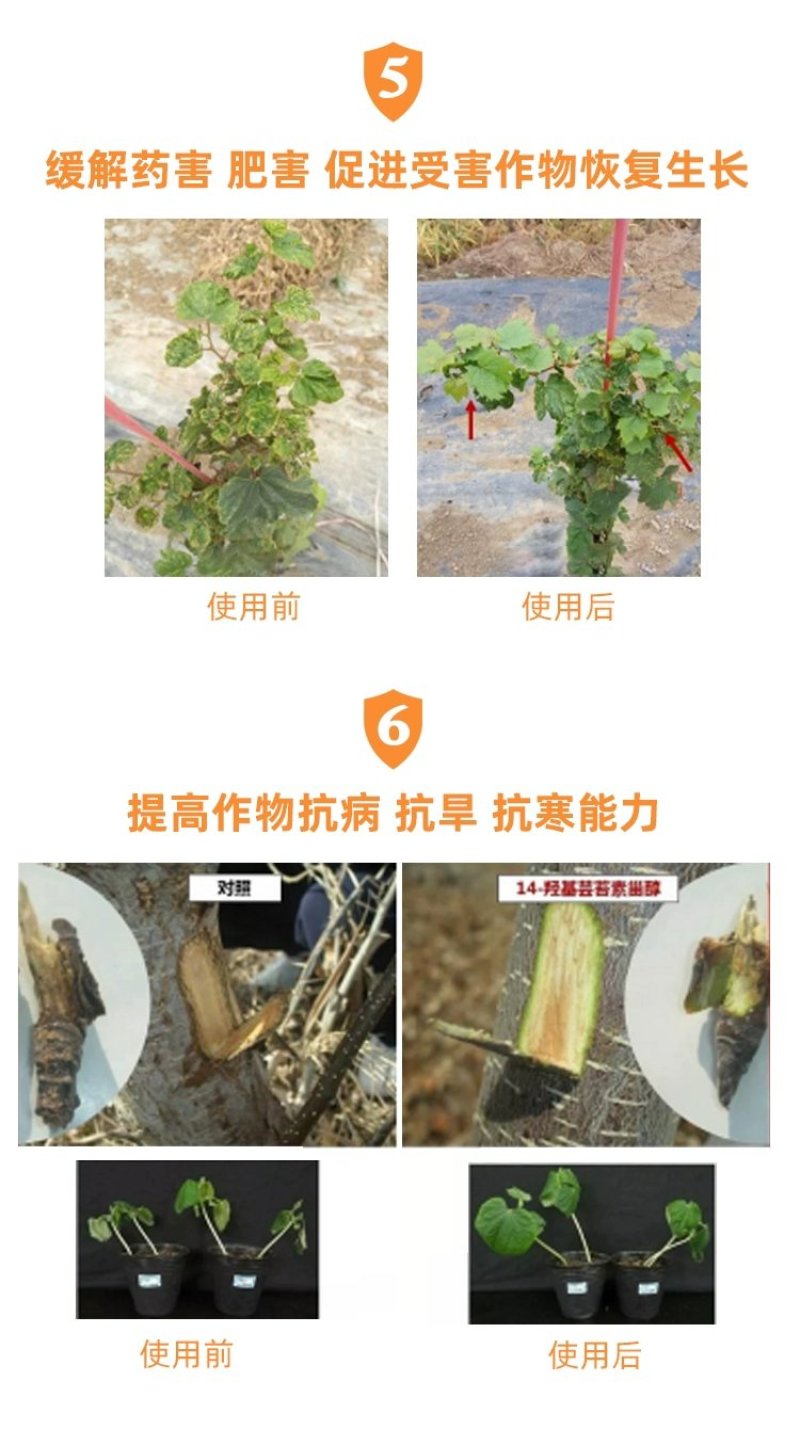 芸苔素14-羟基芸苔素甾醇保花保果植物生长调节剂保花保果