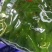可视频看货达福琪酱菜散装袋装厂家直供咸菜批发珍味海白菜